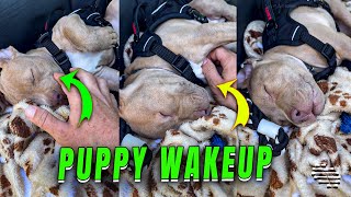 Guy Waking Up Sleepy Puppy in Truck