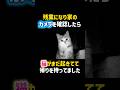 残業になり家のカメラを確認したら猫がまだ起きてて帰りを待ってました🥹✨ #可愛い #癒し #猫 #cat #cute #感動 #泣ける #shorts