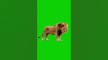 Lion  Green Screen 🦁 FREE Asset | #Shorts