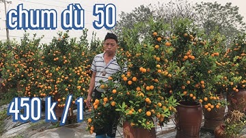 quất chum dù 50 đẹp phục vụ quất tết 2022,giá quất chum dù lh quat tet quat canh tet