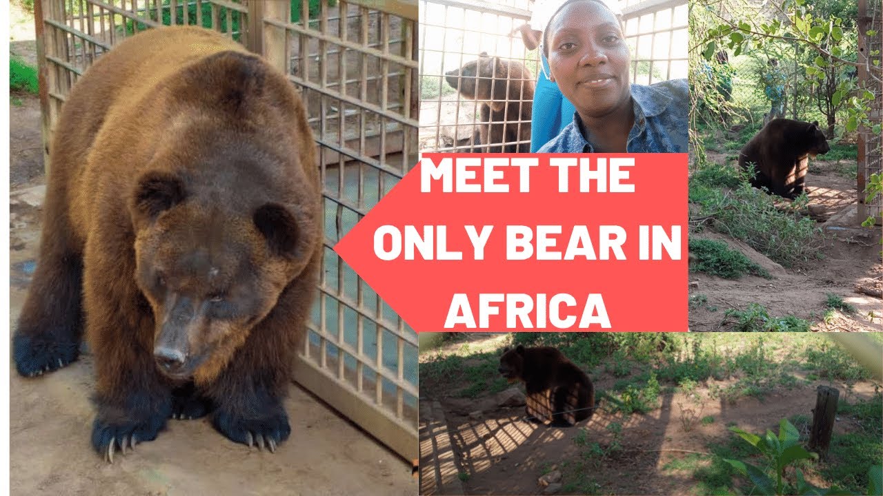 Meeting the only bear in Africa. OL JOGI CONSERVANCY