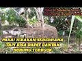 Mikat Burung Di Belakang Rumah Dengan Cara Ini Dapat Trucukan Banyak Mp3 - Mp4 Download