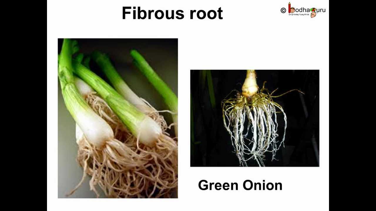 Science Parts of the Plant Telugu YouTube