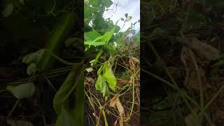 sigarilyas gulay harvest