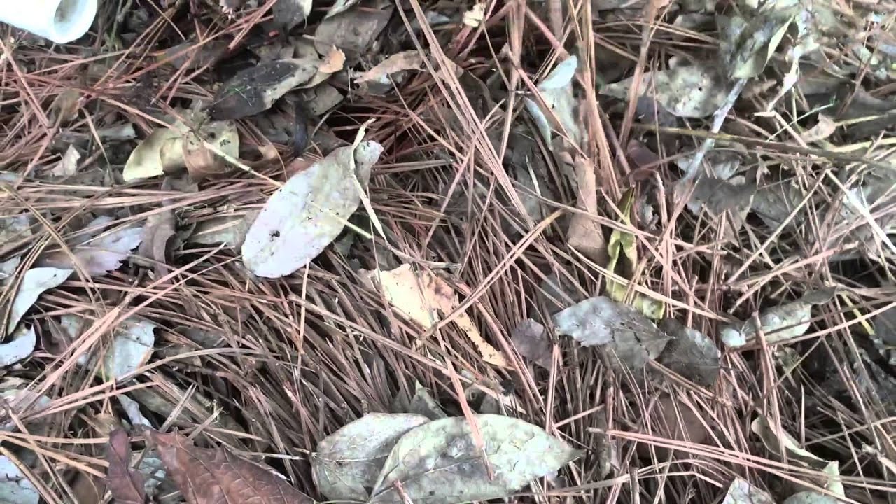 Removing Weeds with Pine Needles/Wood Chips YouTube