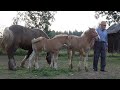 Caii domnului Emilian de la Campulung Moldovenesc, Bucovina 2020