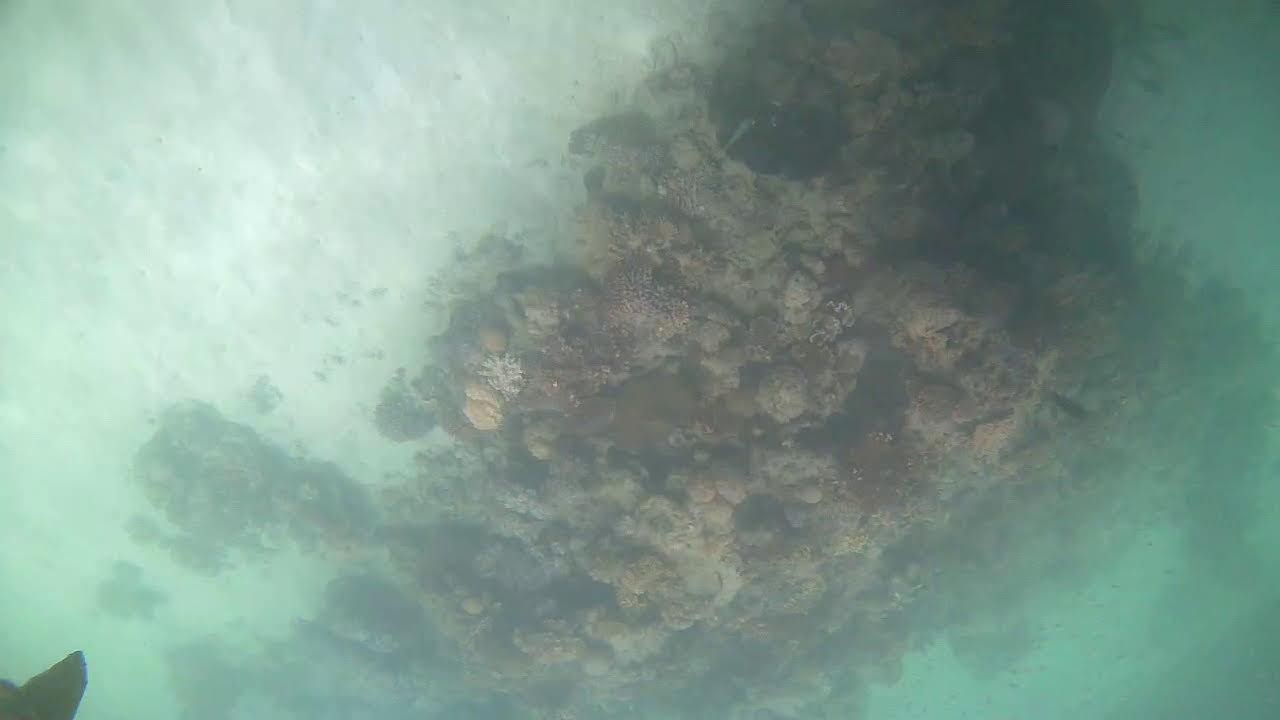 Underwater Cam - Green Island - Great Barrier Reef