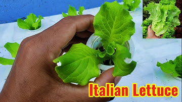 Unsoiled Italian Lettuce Growing Fast on Styrofoam Box - 13 Days