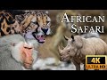 African Safari 4K - Be Fascinated by the Wonders of Africa