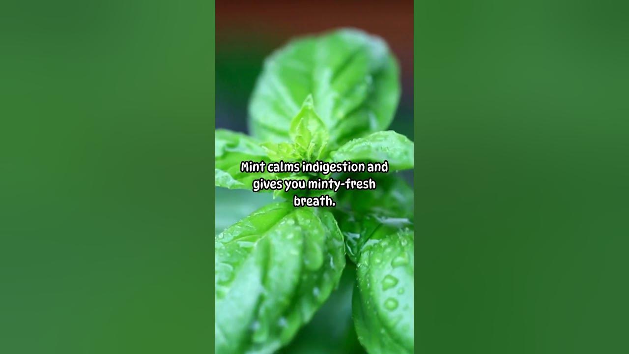 Mint "Fresh Breath Fix" YouTube