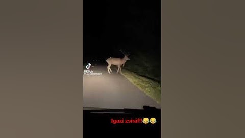 ijjaj egy igazi zsiraf