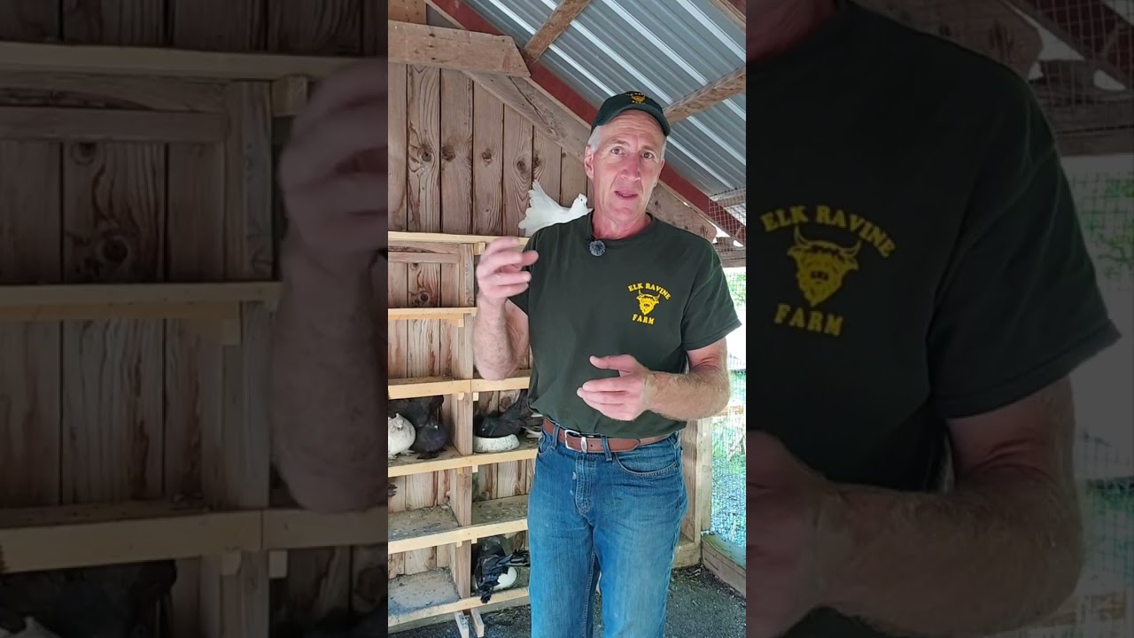 Our Indian Fantail Pigeons and our newest house pet!