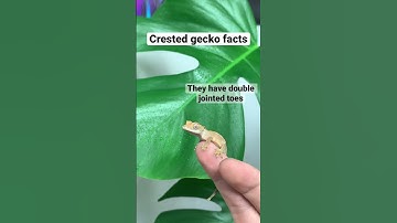 Crazy Interesting Facts About Crested Geckos!
