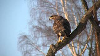 Káně lesní, Common Buzzard