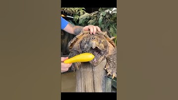 सबसे खतरनाक कछुआ !Alligator snapping turtle 3 Most Dangerous and Deadliest Animals|#shorts