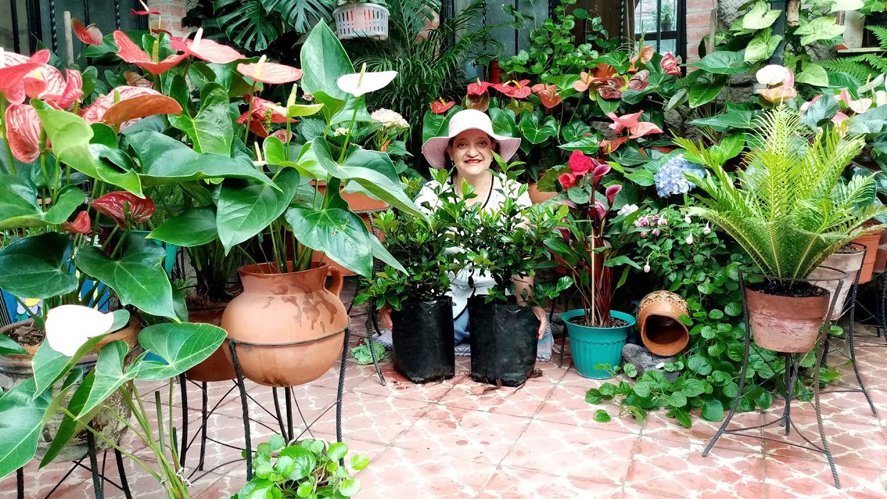 Cultivo de Gardenia, Sustrato Ideal