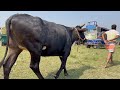 Cow unloading cows cow big cow goru hamba cow ep  353