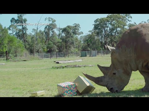 Rhino Celebrates 21st Birthday At Australia Zoo 