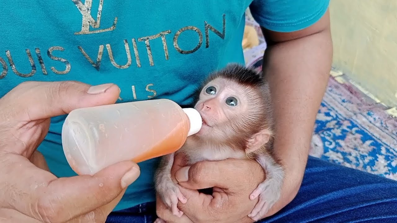 Mobi SPECIAL, daddy will make baby monkey Mobi delicious carrot juice