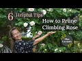 Mastering the art of pruning climbing roses see the unexpected result