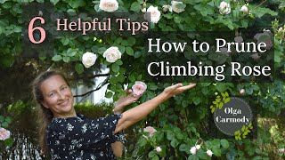 Mastering the Art of Pruning Climbing Roses: See the Unexpected Result!