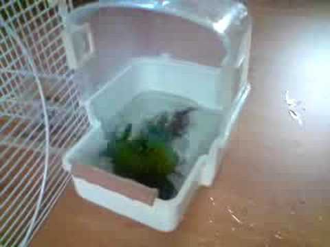 green cheek conure (charlie) taking a bath - YouTube