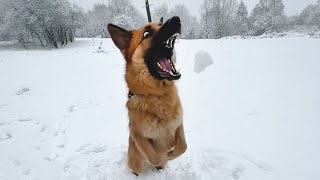 I Can’t Stop Laughing Watching Dogs See Snow for the First Time 🤣