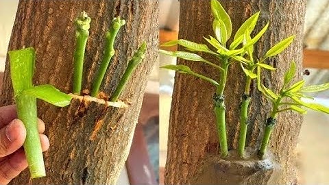 Three Multi grafting On One Mango Tree | How To Graft A Mango Tree