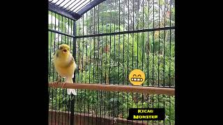 Download Lagu Syahdu Kenari Koleksi Wnr Team Video MP3 Lagu Syahdu Kenari Koleksi Wnr Team