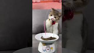 These Funny Cats Will Have You Laughing Out Loud