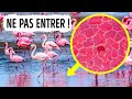 N’entre pas Dans l’Eau si tu Vois des Flamants roses Dedans