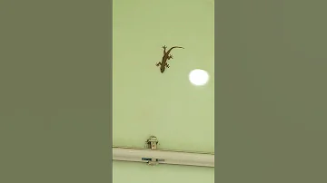 Lizard funny video 😂😄😄