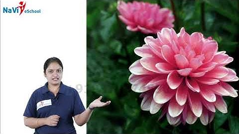 Class 2 Plants Of Backyard Evs Unit 3 Part 2