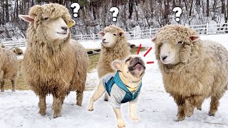 Dog Has Complete MELTDOWN When Meets Sheep For The First Time by Griffin Frenchie 496,716 views 2 months ago 12 minutes, 24 seconds