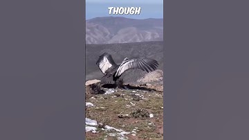 Andean Condor Released Back into Natural Habitat