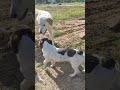 Perché il Cane è il Miglior amico dell'uomo