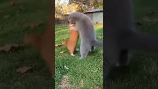 Munchkin Vs Scottish Fold Cat Fight In The Yard