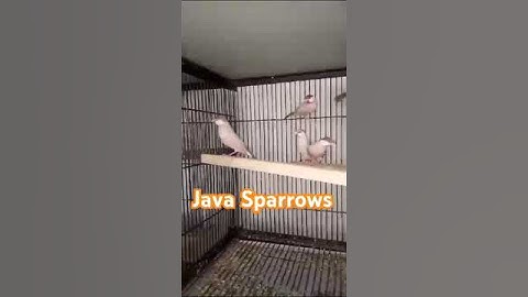 Java sparrows #youtubeshorts #cute #shortvideo #shorts #trending #subscribe #video #new #2024 ##