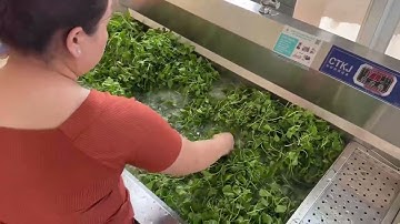 Bàn giao Máy rửa rau củ quả ozon |0899069269