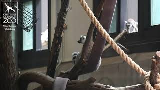 Ring-Tailed Lemur Twins Playing at Water's Edge: Africa