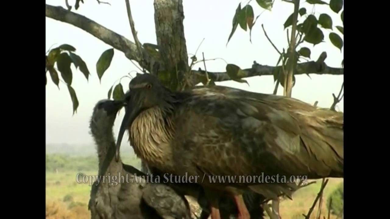 (Theristicus caerulescens) Plumbeous ibis/Maçarico-real