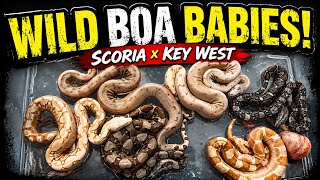 Amazing Boa Litter Pull, Hypo Scoria Het Sharp × Key West Paraglow Het Blood