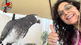 African Grey: 3 Deficiencies- Watch Out! | #parrot_bliss #africangrey by Parrot Bliss 366 views 1 month ago 4 minutes, 4 seconds