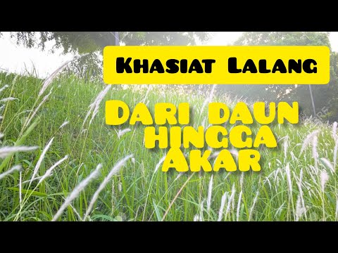 Video: Pokok kapas: perihalan dan sifat