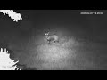 🔴 LIVE African Safari | 6 Maasai Mara Wildlife Cameras | Kenya 24/7