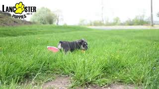 Playful English Bulldog Puppy