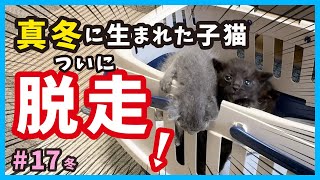 [Kitten's escape story] Growth record of a kitten rescued in the middle of winter. (No.17)