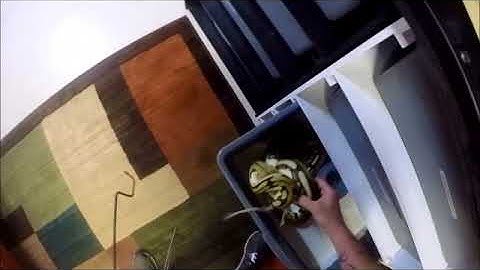 Reticulated Python Feeding Day