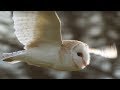 Slow-Mo Barn Owl in Flight | Unexpected Wilderness | BBC Earth