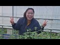 베르가못🌸캣잎허브 옮겨 심기🌻🌸